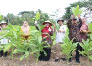 Pemkab Gresik Dan Bea Cukai Panen Perdana Demplot Tembakau