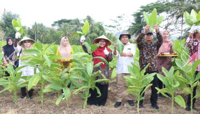 Pemkab Gresik Dan Bea Cukai Panen Perdana Demplot Tembakau