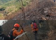 Hutan Dan Lahan Di Wonosalam Seluas 300 Hektar Terbakar