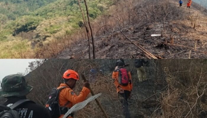 Hutan Dan Lahan Di Wonosalam Seluas 300 Hektar Terbakar