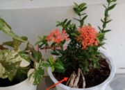 Terkejut Cium Bau Busuk, Warga Tambakrejo Jombang Temukan Ini Dalam Pot Bunga Nya