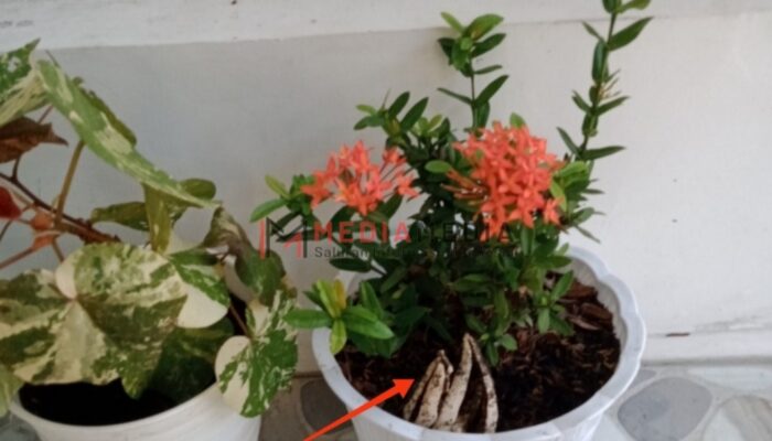 Terkejut Cium Bau Busuk, Warga Tambakrejo Jombang Temukan Ini Dalam Pot Bunga Nya