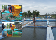 Tokoh Muda Asal Perak Jombang Jadi Insprirator Budidaya Ikan Lele