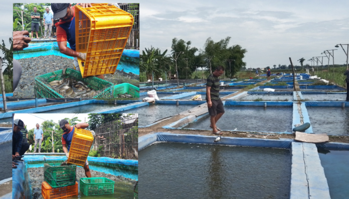 Tokoh Muda Asal Perak Jombang Jadi Insprirator Budidaya Ikan Lele
