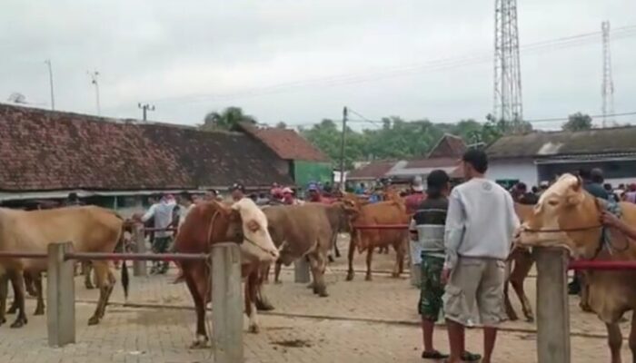 Pemkab Jombang Tutup Sementara Pasar Hewan Kabuh, Cegah Wabah PMK