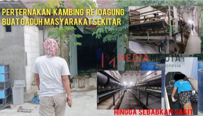 Peternakan Kambing Rejoagung Ploso Keluarkan Bau Hingga Sebabkan Warga Sakit