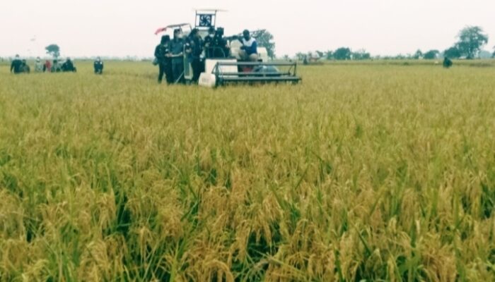 Disperta Jombang Optimistis Dongkrak Produksi Padi 2026, Surplus Beras Diproyeksi Capai 108 Ribu Ton