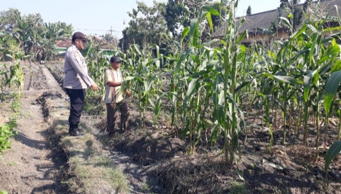 Polsek Kabuh Ajak Masyarakat Optimalkan Lahan Demi Perkuat Ketahanan Pangan